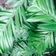 Evergreen leaf.